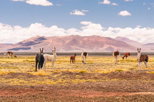 Planeta Země 3000 - Chile