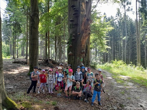 Kočičky na výletě